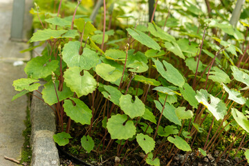 Snow poppy or Eomecon Chionantha plant in Saint Gallen in Switzerland