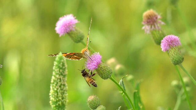 Beautiful monarch butterfly and honey bee on Texas purple thistle flowers on green background. Butterfly looking for nectar on a pretty Texas Purple Thistle flower on a sunny spring day. slow motion