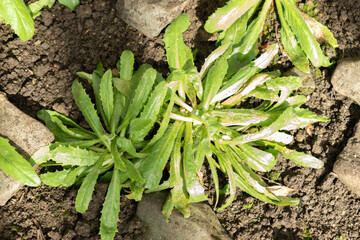 Tolpis Virgata plant in Saint Gallen in Switzerland