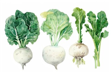Delicate watercolor clipart showcasing turnips beside flourishing collard greens and endive, ready for crafting on a pristine white background