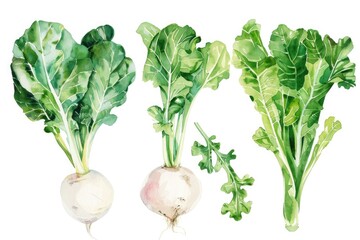 Delicate watercolor clipart showcasing turnips beside flourishing collard greens and endive, ready for crafting on a pristine white background