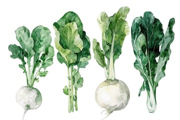 Elegant watercolor clipart of fresh garden turnips, collard greens, and crisp endive, beautifully presented on a white canvas for design enthusiasts