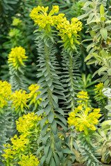 Gopher spurge or Euphorbia Rigida plant in Saint Gallen in Switzerland
