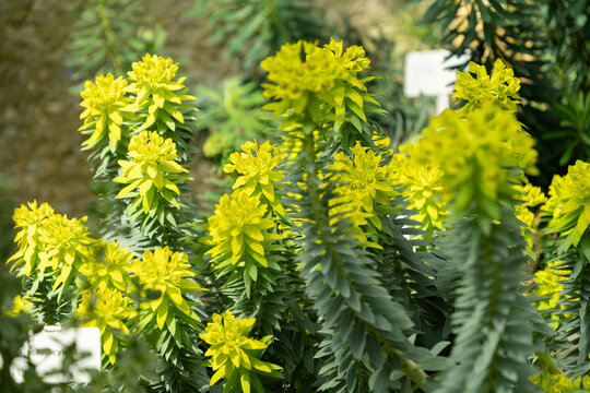 Gopher spurge or Euphorbia Rigida plant in Saint Gallen in Switzerland