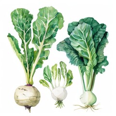 Watercolor illustration set of turnips, collard greens, and endive in a painterly style, isolated against white, perfect for digital and print design