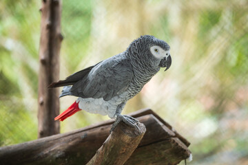 African Grey Parrot Perching on a Wooden Stand,
A close-up image of an African Grey Parrot with a blurred background, highlighting the bird's intricate feather patterns and intelligent gaze.