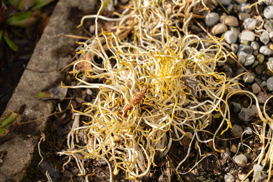 Lesser spearwort or Ranunculus Flammula plant in Saint Gallen in Switzerland