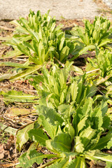 Obraz premium Dipsacus Sativus plant in Saint Gallen in Switzerland