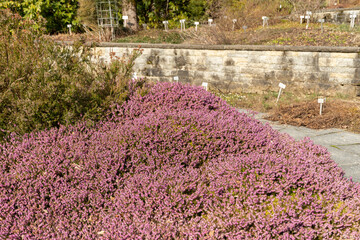 Winter heath or Erica Carnea plant in Saint Gallen in Switzerland