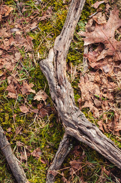 The roots of the tree dig into the ground. Forest texture. High-quality photo