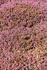 Winter heath or Erica Carnea plant in Saint Gallen in Switzerland