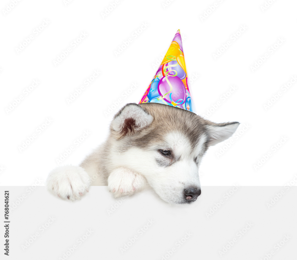 Poster alaskan malamute puppy wearing party cap looks donw on empty space above empty white banner. isolate