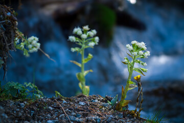 out in nature - a white butterbur, petasites hybridus, and a coltsfoot, tussilago farfara, in the forest at a spring day  - obrazy, fototapety, plakaty