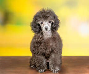 Cute black poodle poppy sitting in front view at summer park and looking at camera - obrazy, fototapety, plakaty