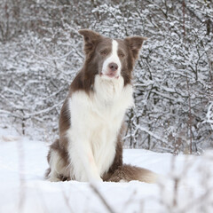 Amazing border collie in winter