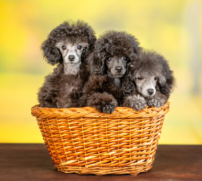 Three black poodle puppy sit inside the basket at summer park