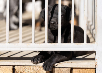 Lonely dog in a cage. Dog in a cage. Dog shelter, nursery.