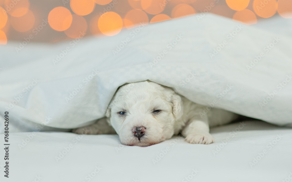 Aufkleber tiny lapdog puppy lying under white blanket on a bed at home on festive blurred background