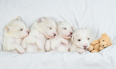 Four cute tiny white lapdog puppies sleep with toy bear under warm white blanket on a bed at home. Top down view