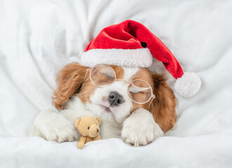 Cozy Cavalier King Charles Spaniel puppy wearing red santa hat sleeps with favorite toy bear under...