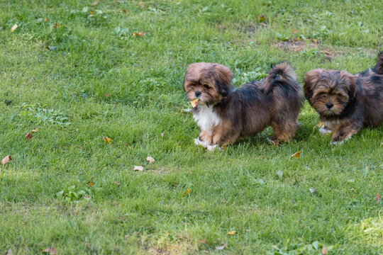 Two fluffy brown and grey puppies stand together on grass, a picture of friendship and togetherness, and adoption from shelters.