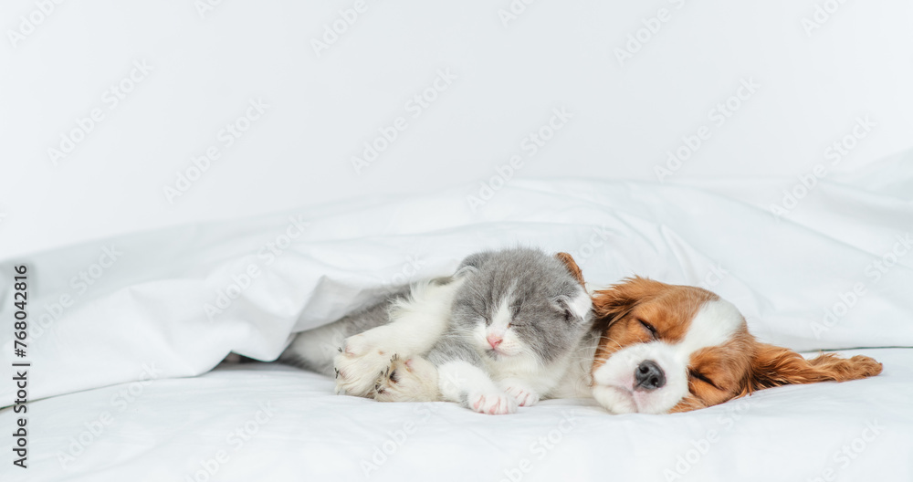 Aufkleber Friendly Cavalier King Charles Spaniel sleeps and hugs tiny kitten on the bed at home. Empty space for text