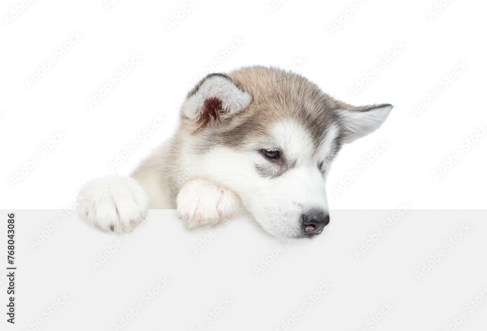 Poster alaskan malamute puppy peeking above empty white banner and looks down on empty space. isolated on w