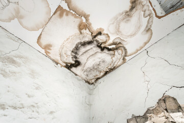 Mould in the wall