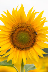 Fototapeta premium Sunflower close up, early morning in summer