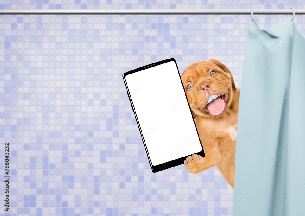 Poster happy mastiff puppy with big funny teeth peeking out from behind the shower curtain in the bathroom 