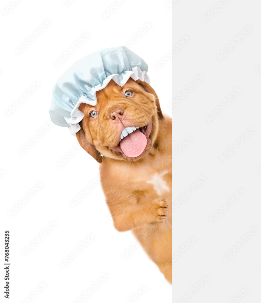 Poster happy mastiff puppy with funny big teeth, with shower cap on it head looks from behind empty white b