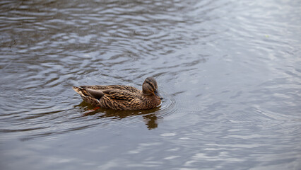 Wild ducks on a clear lake, bright and full of vitality