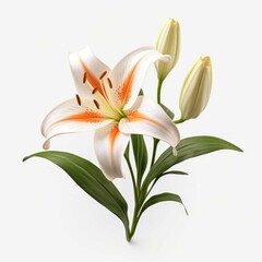 Fototapeta na wymiar Lily Flower, isolated on white background