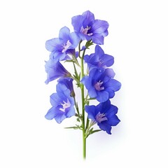 Larkspur Flower, isolated on white background