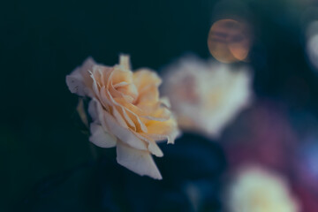 A melancholy white flower, feeling lonely