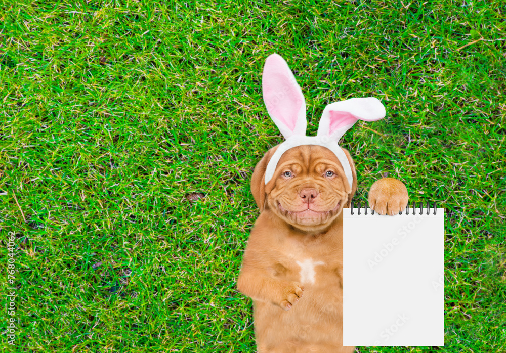 Fototapete Smiling Mastiff puppy wearing easter rabbits ears shows empty list and lying on its back on summer green grass. Top down view. Empty space for text