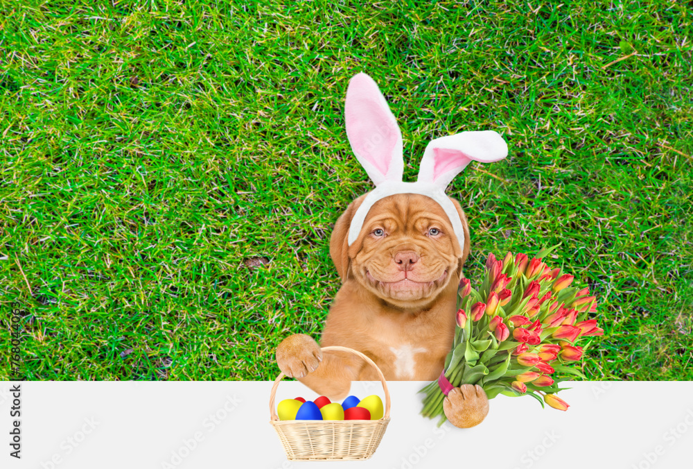 Poster happy mastiff puppy wearing easter rabbits ears holds basket of painted easter eggs and bouquet of t