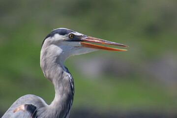 Ave marina de galapagos