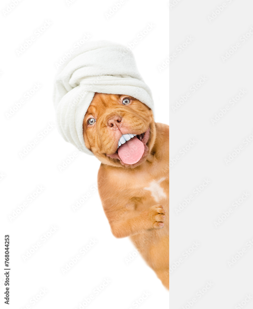 Poster happy mastiff puppy with funny big teeth with towel on ithead looks from behind empty white banner. 