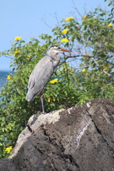 Ave marina de galapagos