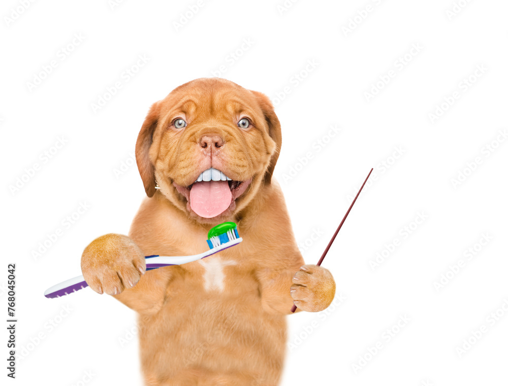 Poster mastiff puppy with funny big teeth holds toothbrush points away on empty space. isolated on white ba
