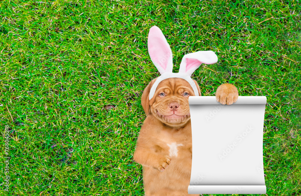 Fototapete Smiling Mastiff puppy wearing easter rabbits ears shows empty list and lying on its back on summer green grass. Top down view. Empty space for text