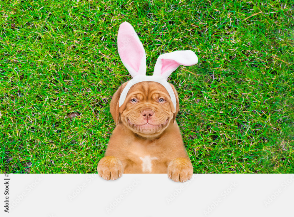 Aufkleber Smiling Mastiff puppy wearing easter rabbits ears looks above empty white banner.  Empty space for text