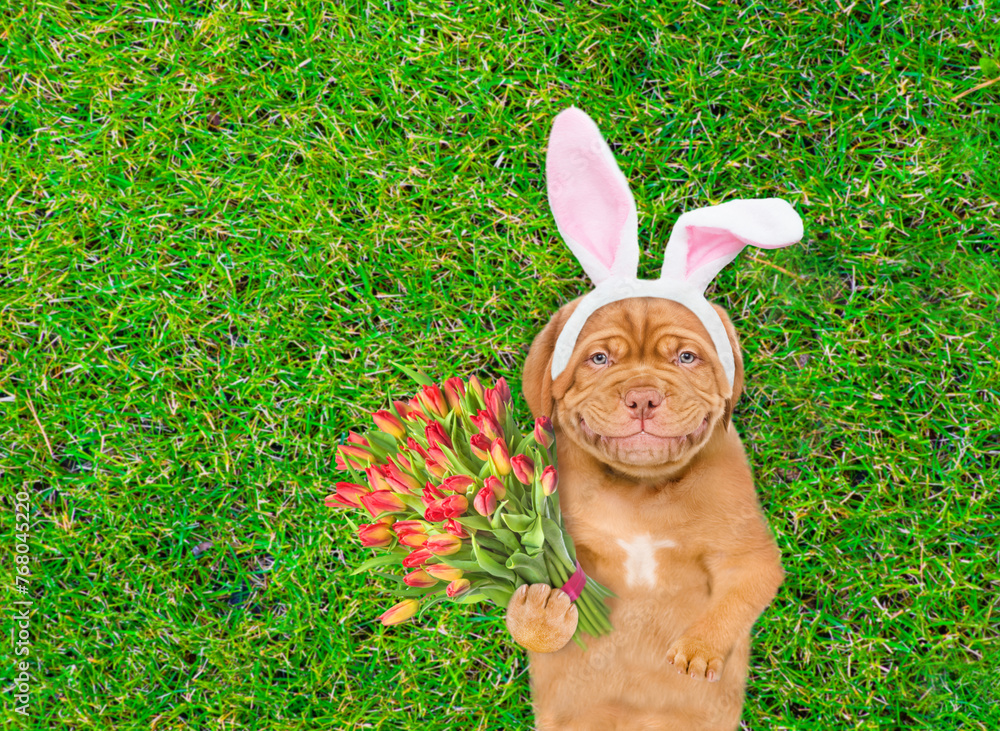 Poster Smiling Mastiff puppy wearing easter rabbits ears holds bouquet of tulips. Dog lying on its back on summer green grass. Top down view. Empty space for text