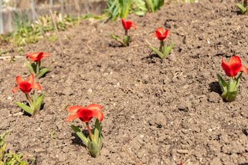 Tulipa Kaufmanniana flower in Zurich in Switzerland