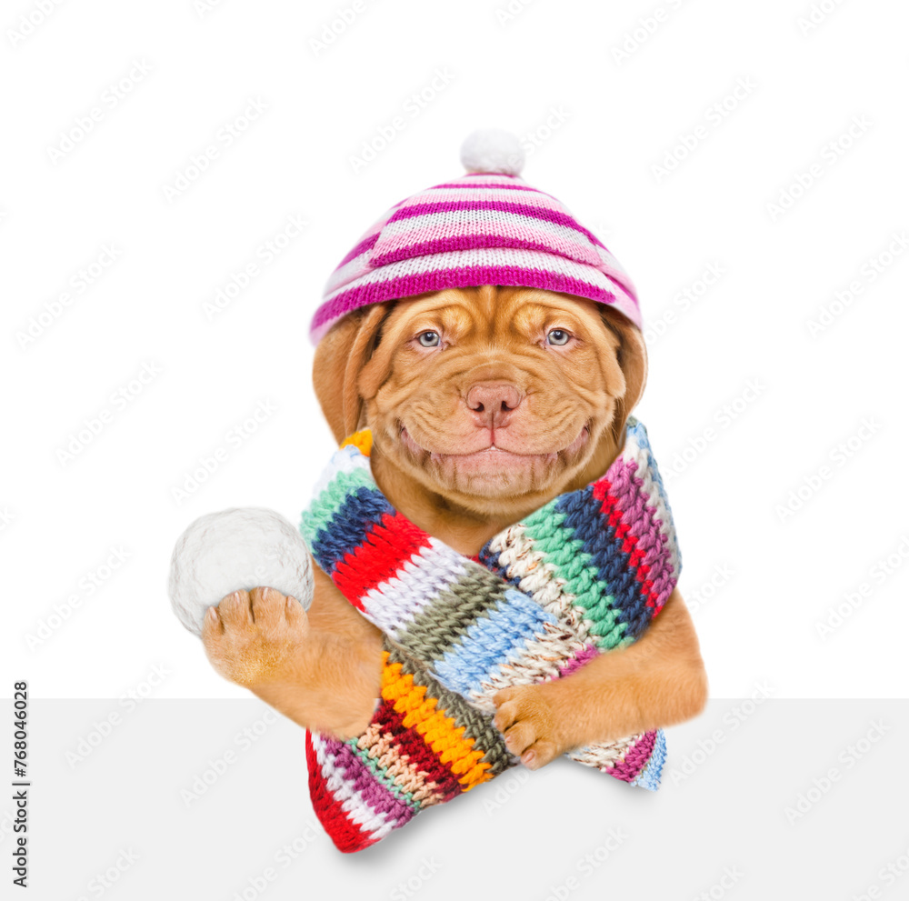 Aufkleber smiling mastiff puppy wearing warm winter knitted woolen hat with pompon and scarf holds snowball an