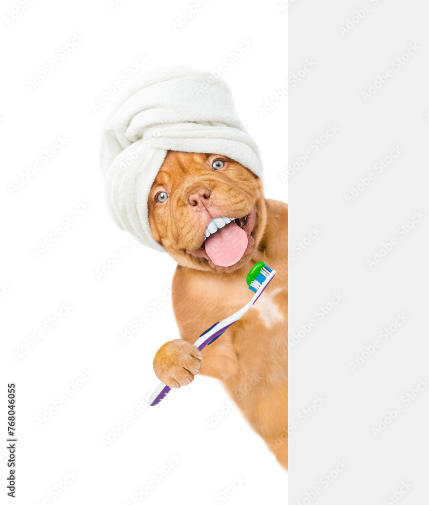 Aufkleber mastiff puppy with funny big teeth with towel on it head holds the toothbrush and looks from behind 