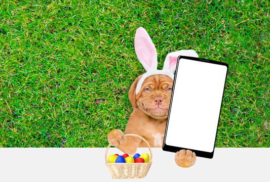 Smiling Mastiff puppy wearing easter rabbits ears holds basket of painted Easter eggs and holds big smartphone with white blank screen in it paw above empty white banner. Empty space for text