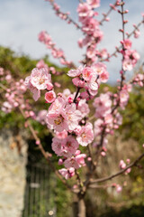 Prunus Dulcis plant in Zurich in Switzerland
