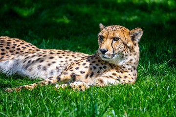 A close-up shot of a resting cheetah on vibrant green grass, showcasing its detailed fur pattern...